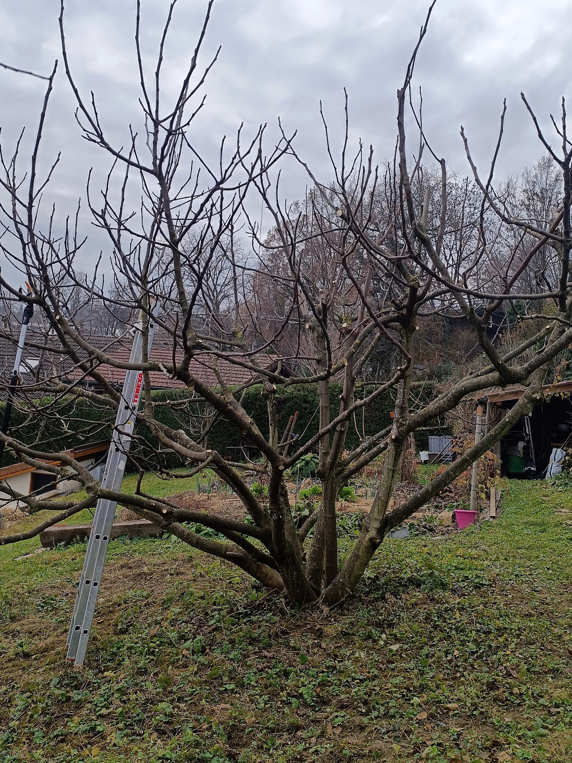 Taille de fruitiers à Cran-Gevrier